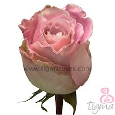 Check spelling or type a new query. Ecuador Rose Faith Natural Fresh Flowers Long Stem Cut Roses For Wholesale And Wedding From Tigma Buy Flories Supplies Rose Plants Natural Flower Product On Alibaba Com
