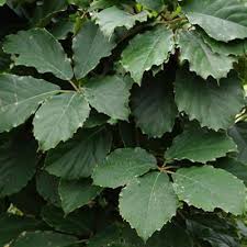 Image result for Tetrastigma