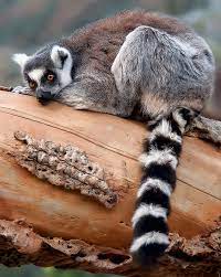 Ringed Tailed Lemur Lemur Catta Shelly Wetzel Nature Wildlife Blog Love Nature Click Here Lemur Jungle Animals Animals Wild