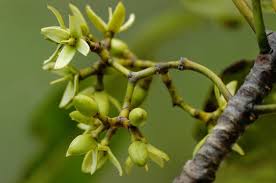 Image result for Rhizophora racemosa