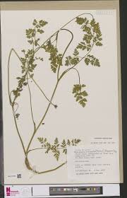 Image result for Agrocharis incognita