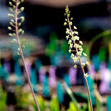 Image result for Eriospermum porphyrium