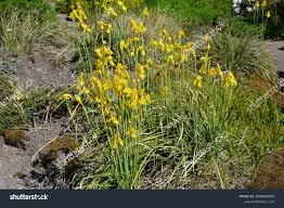 Image result for Moraea spathulata