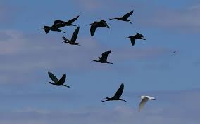 Maybe you would like to learn more about one of these? Fauna Birds Flight Sky Ibis Group Of Animals Animals In The Wild Flying Piqsels