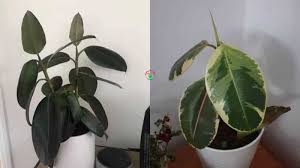 From watering, planting and repotting. Rubber Plant Watering How Much And How Often To Water Garden For Indoor