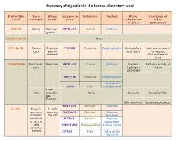 Protein Digestion In Humans Google Search Protein
