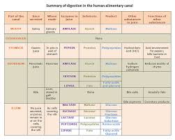 Protein Digestion In Humans Google Search Protein