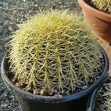 Planting seeds directly in the ground is a rewarding way to get a jump start on the garden this year. Golden Barrel Cactus Seeds Echinocactus Grusonii Cacti Succulent Seeds Ebay