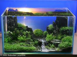 Image Result For Aquascape 5 Gallon Tank Aquascape Design Aquascape Planted Aquarium