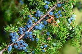 For further information, see collins easy learning german grammar. Wacholder Kostbare Natur