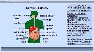 LecÈ›ia 24 Fiziologia Sistemului Digestiv Ii Youtube