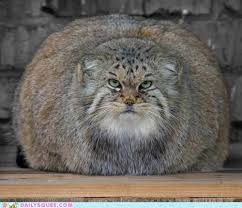 Pallas Cat We Saw A Mean One Of These The Last Time We Went To The Cheyenne Zoo In Colorado Springs Co It Kept Trying To Att Manul Cat
