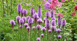 Prachtscharte Die Liatris Bringt Die Prarie In Den Garten Pflanzen Stauden Ballon Blumen