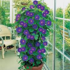 Delight in this perennial, which thrives in full or partial sun, for seasons to come. Garden Trellis Screening Garden Fence Panels Gates Morning Glory Trellis Ideas