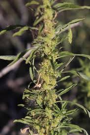 Image result for Amaranthus thunbergii