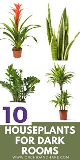 10 Low Light House Plants Indoor Plants That Grow Without Sunlight Indoor Plants Low Light Best Indoor Plants Low Light Plants