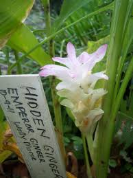 Image result for Lobelia petiolata