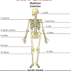This is a table of skeletal muscles of the human anatomy. 1