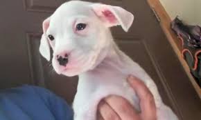 Dog breeders from all over colorado use puppyfind to successfully find new, loving homes for their precious puppies. 4 Perfect Puppies To Adopt Now In Colorado Springs