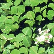 Image result for Trifolium semipilosum