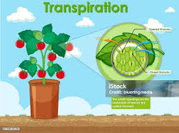 Image result for Stomatanthes