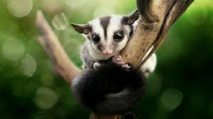 Sugar Glider Wallpapers Top Free Sugar Glider Backgrounds Wallpaperaccess