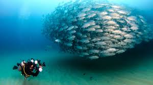The Best Scuba Diving In Baja California Mexico