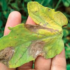 Image result for tomato seedling early blight