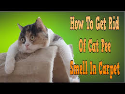 get rid of cat smell in carpet