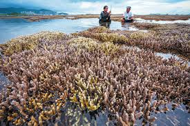 Visiting the coral farm in Yomitan supports reef conservation