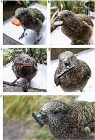 Self-care tooling innovation in a disabled kea (Nestor notabilis) |  Scientific Reports