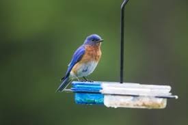 Our Top 10 Favorite Birds Birds Animals Blue Bird