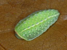 Image result for Apoda limacodes