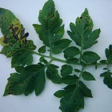 Image result for tomato seedling pseudomonas syringae pv tomato symptoms