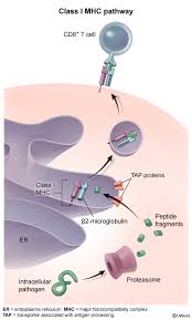 Image result for Major Histocompatibility Complex