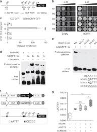 Check spelling or type a new query. Maternal Control Of Suspensor Programmed Cell Death Via Gibberellin Signaling Nature Communications