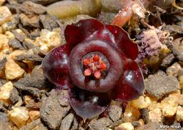 Image result for Duvalia