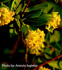 Image result for Gnidia chrysantha