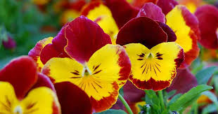 Viola houseplant care:viola houseplant have a small flowers with a long flowering season from early summer to early autumn viola are easy to grow from seed. Growing Pansies How To Care For Pansy And Viola Flowers