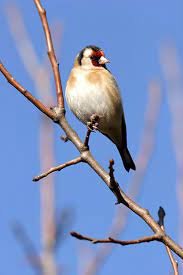 oiseaux du jardin chardonneret elegant oiseaux des jardins chardonneret oiseaux
