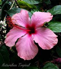 We did not find results for: Curiosidades Que No Sabias Sobre Los Hibiscos