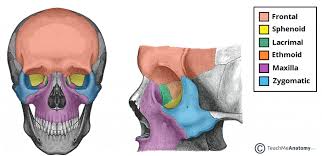 How many groups are the most superior? The Bony Orbit Borders Contents Fractures Teachmeanatomy