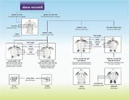 Turtle Identification Sahyadri Nisarga Mitra