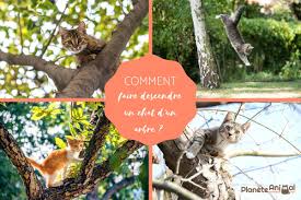 Comment Faire Descendre Un Chat D Un Arbre