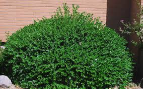 Image result for Marsilea macrocarpa