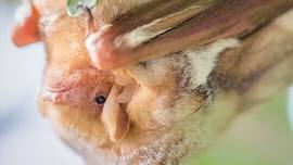 Bat Detectives