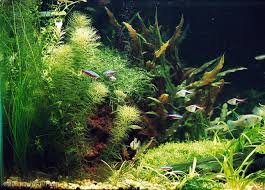 Image result for Rotala fontinalis