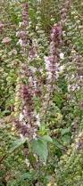 Image result for Ocimum americanum