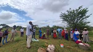 Image result for Maerua juncea