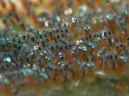 A subreddit dedicated to goldfish. Spawn Biology Wikipedia
